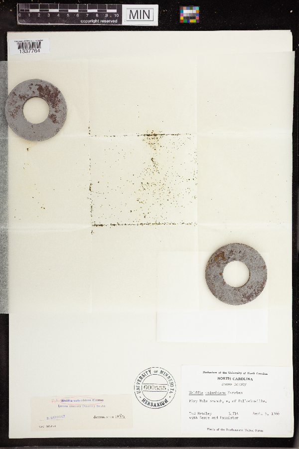 Wolffia columbiana image