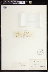 Wolffia columbiana image