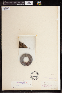 Wolffia columbiana image