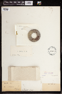 Wolffia columbiana image