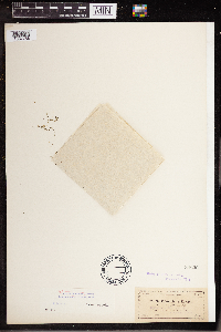 Wolffia columbiana image