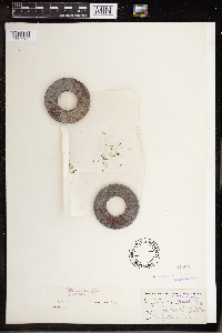 Wolffia columbiana image