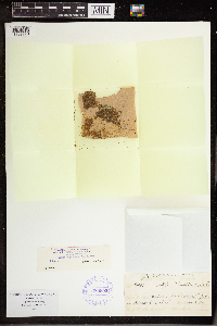 Wolffia columbiana image
