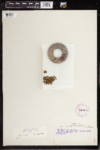 Wolffia columbiana image