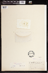 Wolffia columbiana image