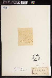 Wolffia columbiana image