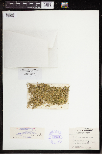 Wolffia columbiana image