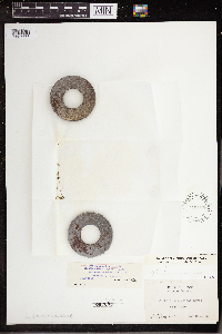 Wolffia columbiana image