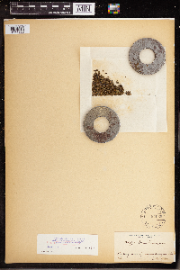 Wolffia columbiana image