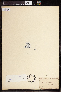 Wolffia columbiana image
