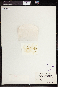 Wolffia columbiana image