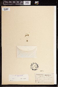 Wolffia columbiana image