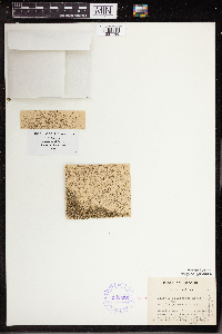 Wolffia columbiana image