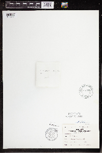 Wolffia columbiana image