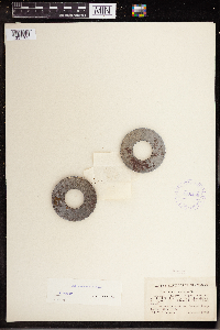 Wolffia columbiana image