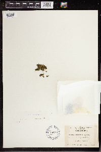 Wolffia columbiana image