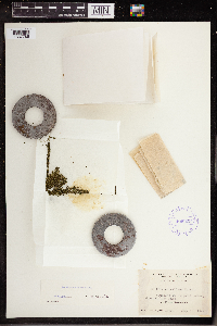 Wolffia columbiana image