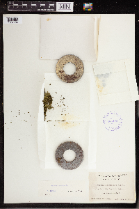 Wolffia columbiana image