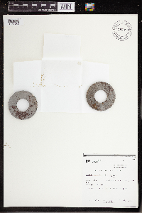 Wolffia columbiana image
