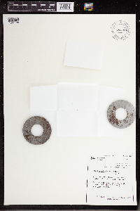 Wolffia columbiana image