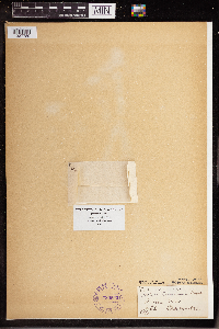 Wolffia columbiana image
