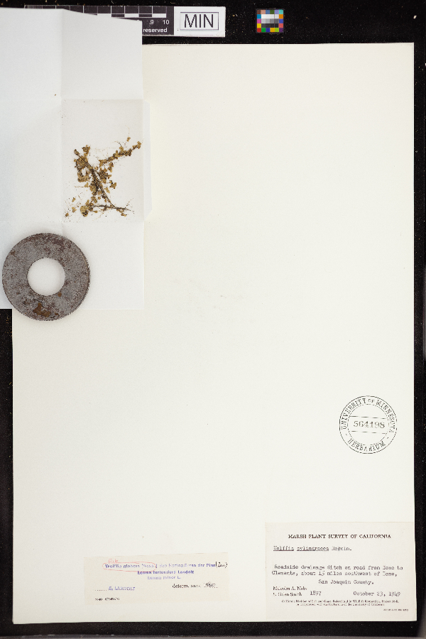 Wolffia globosa image