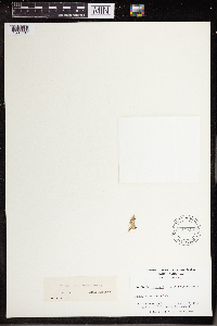 Wolffia gladiata image