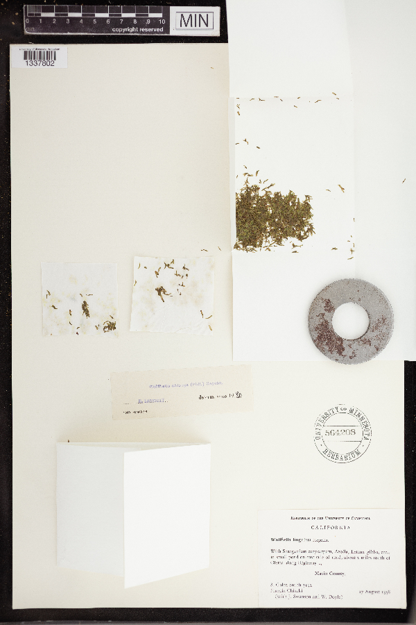 Wolffia oblonga image