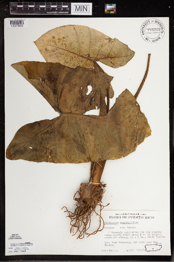 Xanthosoma sagittifolium image