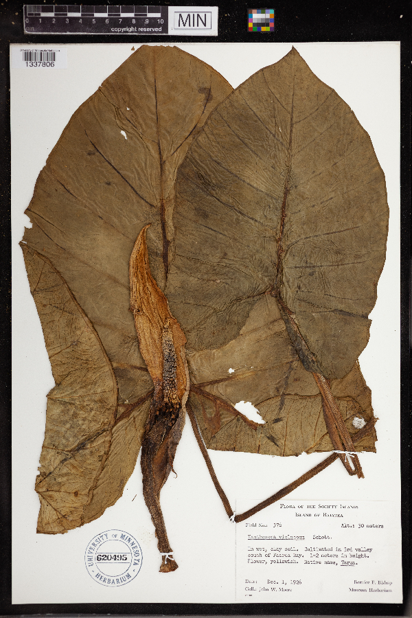 Xanthosoma violaceum image