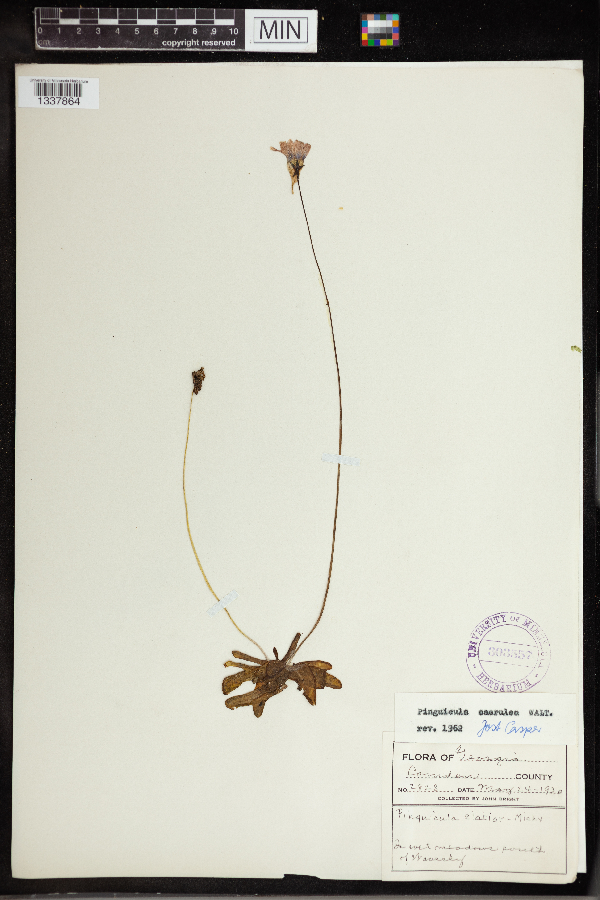 Pinguicula caerulea image