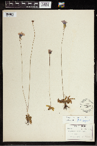 Pinguicula caerulea image