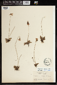 Pinguicula caerulea image