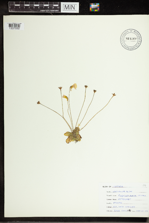 Pinguicula pumila image