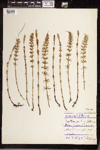 Equisetum pratense image
