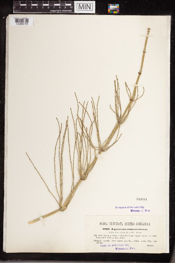Equisetum ramosissimum image
