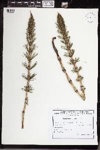 Equisetum telmateia image