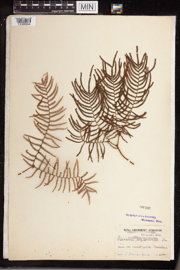 Gleichenia polypodioides image