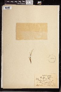 Equisetum telmateia image