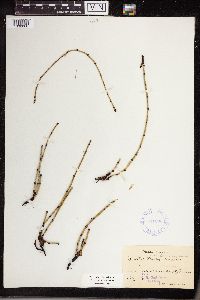 Equisetum variegatum image