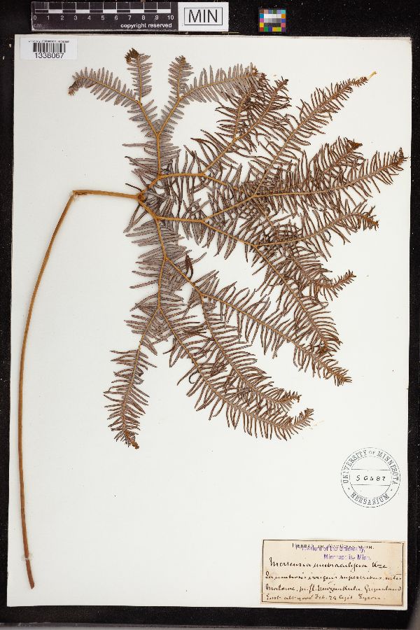 Gleichenia umbraculifera image