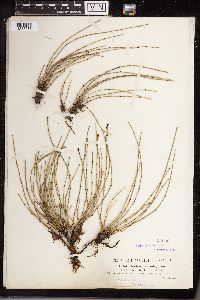 Equisetum variegatum image