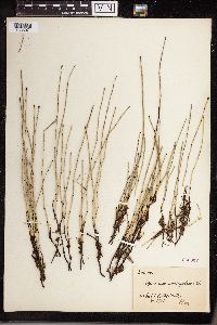 Equisetum variegatum image