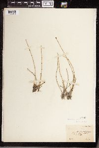 Equisetum variegatum image