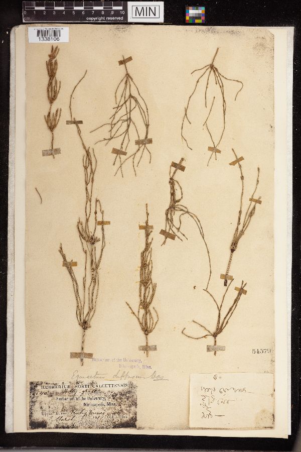 Equisetum diffusum image
