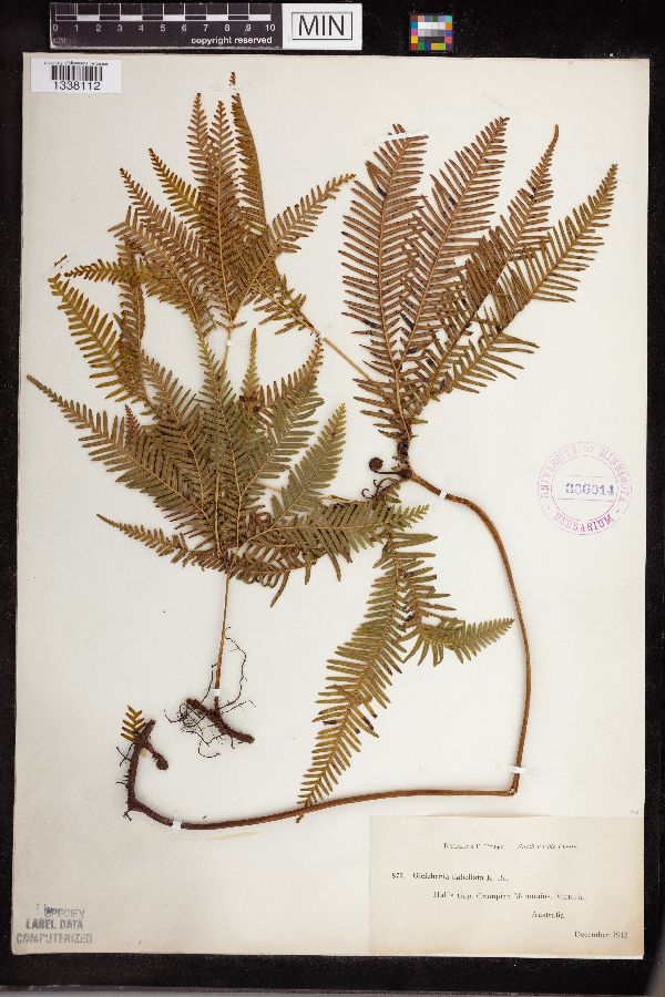 Sticherus flabellatus image