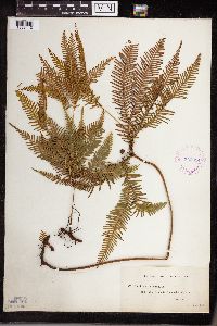 Media resource of Sticherus flabellatus