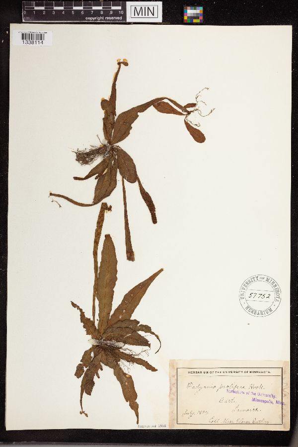 Fadyenia prolifera image