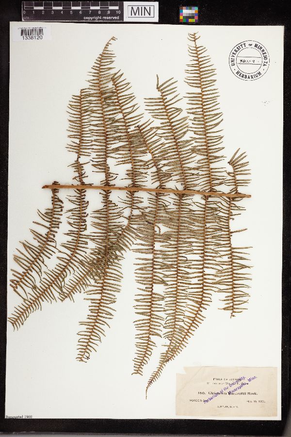 Gleichenia bancroftii image