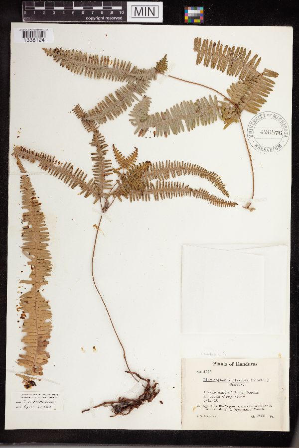 Gleichenia flexuosa image